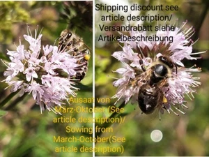 Wasserminze, Mentha aquatica, water mint, 100 seeds, samen, Wasser Minze - Bild 1 von 10