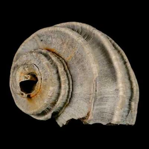 2.1" Ecphora Gardnerae Gastropod Fossil Shell Lee Creek Miocene Epoch - Picture 1 of 8