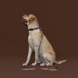 Glowing LED USB Rechargeable Leash Dog Leash 7-Color Led Light Up and 2 Reflect - Picture 1 of 22