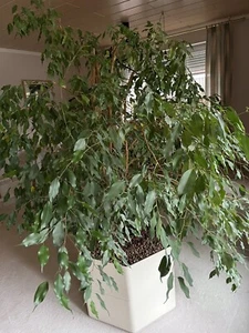 Ficus Benjamini Im Hydrokulturgefäss Mit Blähton,Birkenfeige - Bild 1 von 4