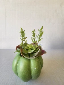 Primitives By Kathy Green Pumpkin Planter With Faux Succulents NEW - Picture 1 of 2