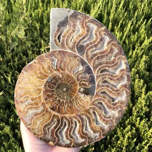 2.44LB Natural Ammonite Fossil Quartz Crystal Specimen Heal Reiki Gift XL2735 - Picture 1 of 17