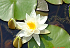 medium sized white water lily for each pond against algae growth water b 120 cm