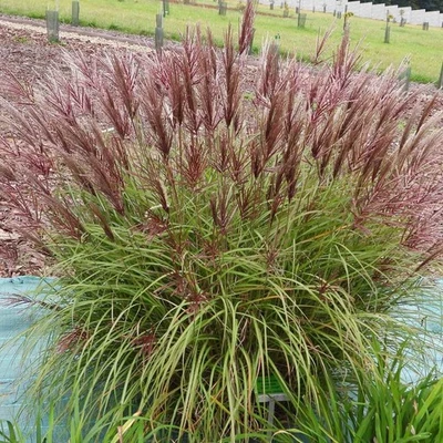 Chinesische Miscanthus Red Chief 2L - Schnell wachsendes Ziergras  - Bild 1 von 4