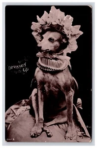 Cartolina: RPPC vestito, cane di piccola taglia con cappello, ambiente studio - non pubblicata - Foto 1 di 2