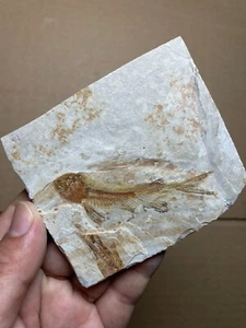 48g Jurassic Period lycoptera fish rock specimen Western Liaoning china - Picture 1 of 13