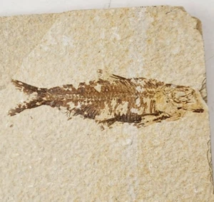Knightia eocaena Fossil Fish - Green River Fm. - Split Fish Layer - WY - Eocene - Picture 1 of 5