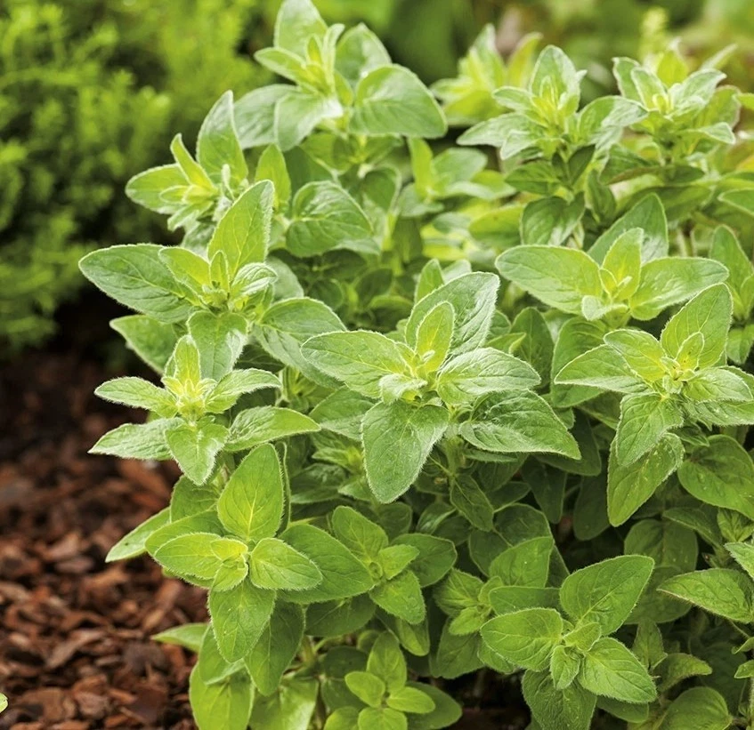 Oregano Samen ca. 200, Winterhart - Bild 1 von 1