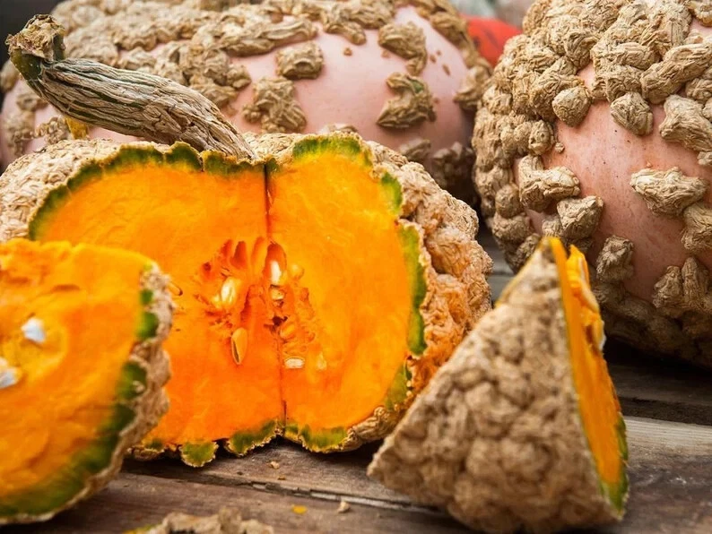 10 semillas de calabaza de maní. Semillas de Estados Unidos. Orgánico. Se envía gratis Foto 1 de 1