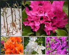 4 Well Cutting Rooted Nodes Bougainvillea Flowering Plant Package (1 Free)