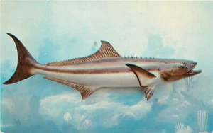 Cobia Fish Florida Coast FL Al Pflueger Valence Postcard - Picture 1 of 2