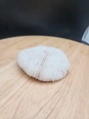  Mushroom Skeleton Coral  Natural White Rare Old - Image 1 of 4