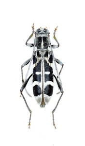 Cerambycidae, Paraclytus excultus Bates, 1884, Giappone, A1, 12,5 mm - Foto 1 di 1