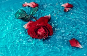 Canvas Art Red Rose Rests On Turquoise Water Surface Wall Picture Poster Print - Picture 1 of 22