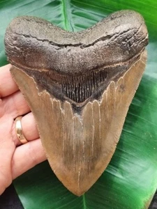 Diente anterior del megalodón de 13,5 cm - fósil de diente de tiburón - Imagen 1 de 10