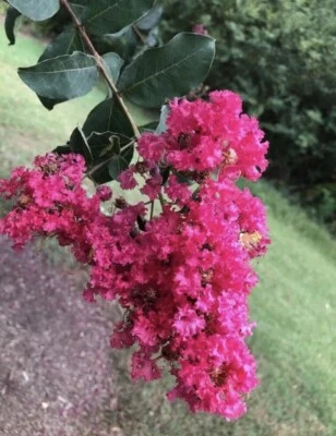 1,000 Crape Myrtle Seeds Crepe (Lagerstroemia Indica)  (1,000 Seeds) - Image 1 of 3