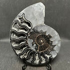 234G Natural ammonite fossil conch crystal specimen healing care + Stand