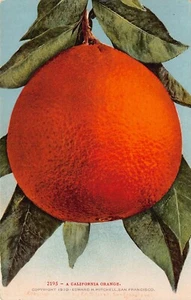 1910 A California CA Orange 2195 Exaggerated Exaggeration Postcard - Picture 1 of 2