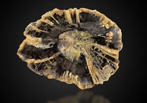 Rare Large Hermanophyton Owensii, Colorado. Seed Fern Famous Log - Picture 1 of 12