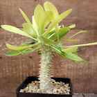 A4553 Pachypodium Densiflorum Pot10-H14-W6,5 Cm Mama Cactus