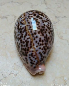 F Cypraea pantherina WOW NICE color natural glossy red sea shell F++++ 82.5mm - Picture 1 of 12