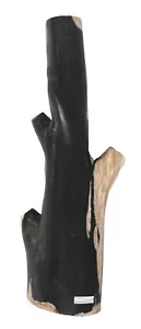 Fossil Wood, Petrified Wood branch 41 cm x 13 cm x 10 cm weight 4.9 kg East Java - Picture 1 of 7