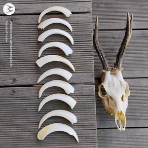 Bulk 6 Wild Boar Hog Fangs Teeth Tusk Talisman Amulet Shamanic Charm Jewellery  - Picture 1 of 20