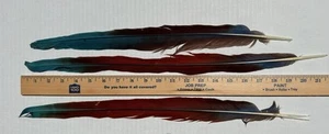 (3) Greenwing Macaw Parrot Bird Tail Feathers 20” - 21” Crafts Dream Catchers - Picture 1 of 2