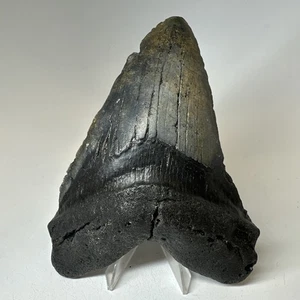 Megalodon Haizahn 5,55 Zoll - schwarz - natürliches Fossil - echte Zähne 19816 - Bild 1 von 8