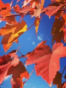 ACER RUBRUM, RED MAPLE, ACERO ROSSO, 20 SEMI, SEMI BONSAI, SEED - Imagen 1 de 2