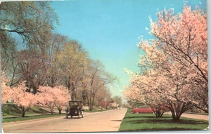 Postal de Aong Detroits Gold Coast Blossom Forrada Lake Shore Drive - Imagen 1 de 2