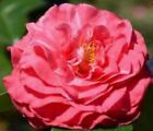 Camellia Japonica IN THE PINK 1 Live 12” Rooted Flower Plant Bush Double Petals