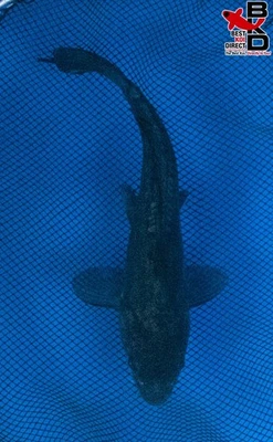 Estanque de jardín de peces koi vivos 9" DOITSU KARASU 11/6 Foto 1 de 4