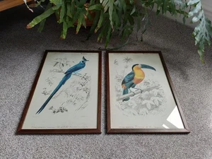 Impresiones originales de aves d'Orbigny X2 raras ligeras zorros - Imagen 1 de 10