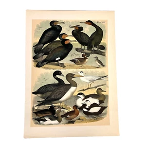 English Teal, Cormorants, Sandpiper, 1881 Original Antique Colored Bird Print - Picture 1 of 1