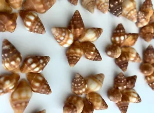 55 Kastanie Latirus Muscheln 0,5-1" Strandrahmen Kunsthandwerk Muscheln SV #CL USA ❤️ - Bild 1 von 17