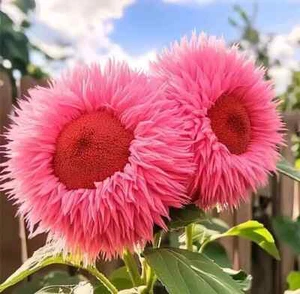 20x Bright Pink Giant Teddy Bear Sunflower Seeds Rare AWARD WINNING - Picture 1 of 1