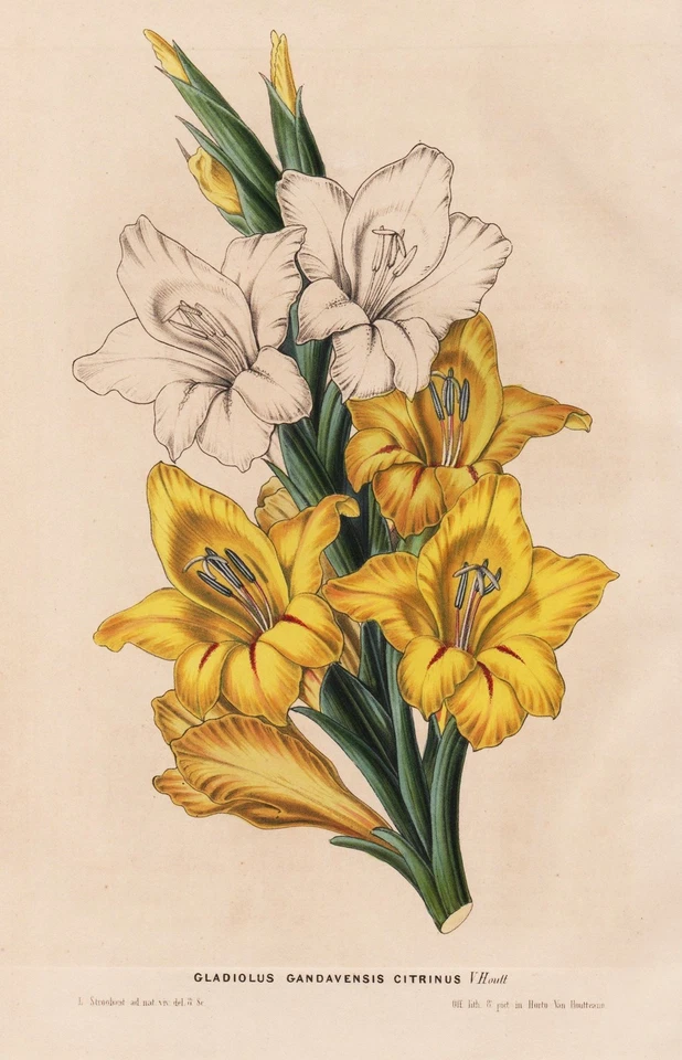 Gladiolus Gandavensis Citrinus flowers Botanik botany van Houtte Lithogra 279650 - Bild 1 von 1