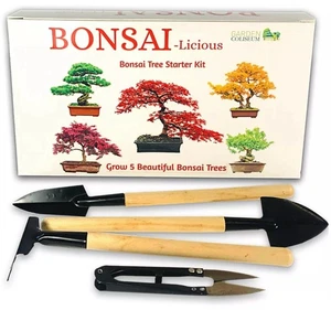 BONSAI TREE KIT - Easy To Grow 6 of Your Very Own Bonsai Trees From Seeds. - Picture 1 of 8
