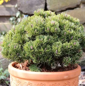 Zwerg Kiefer Picobello 20-25cm - Pinus mugo - Bild 1 von 1