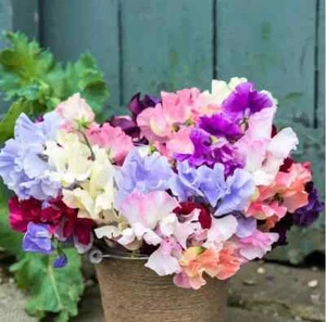 100 Fragrant Sweet Pea Seeds to Plant Royal Family Lathyrus odoratus - Picture 1 of 3