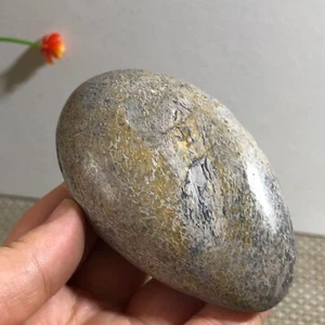 Top! Espécimen de hueso de dinosaurio pulido natural Madagascar 157g c404 - Imagen 1 de 9