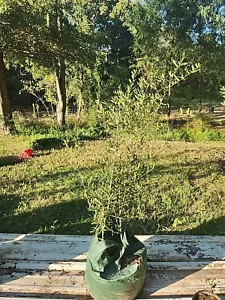 Southern Live Oak Tree - Small - Potted - Established Healthy Root System (1 eac - Picture 1 of 5