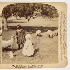 Little Girls Feeding Sheep Stereoview c1895 Strohmeyer Wyman Farm Children H1140
