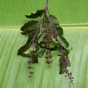 KRISHNA TULSI 50+ Seeds DARK PURPLE Indian Holy Basil SACRED Ocimum tenuiflorum - Picture 1 of 3