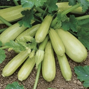 Кабачок Кавили F1 Kavili F1 Zucchini, Seeds, Samen. - Picture 1 of 1
