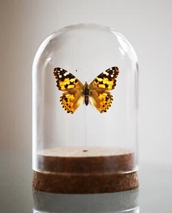 Painted Lady bell jar - Picture 1 of 1