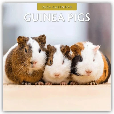 BROWNTROUT VERLAGS GMBH, BROWNTROUT PUBLISHERS INC, FLECHSIG VERL Guinea Pigs - Meerschweinchen 2026 - 16-Monatskalender | Robin Red | Deutsch
