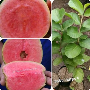 Grafteds RED Crystal Guava Tree Living bear fruit - Fast Shipping - Picture 1 of 4