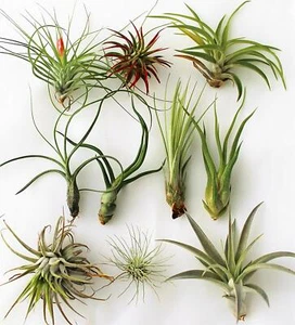 Tillandsia Lote Pack Surtido de 5 plantas Tillandsias seleccionadas diferentes - Picture 1 of 12